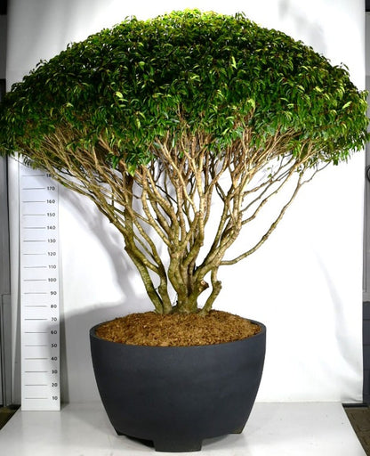 Portugisisk lagerhägg – Prunus lusitanica - C 670 Decopot 250-275 cm. Parasol