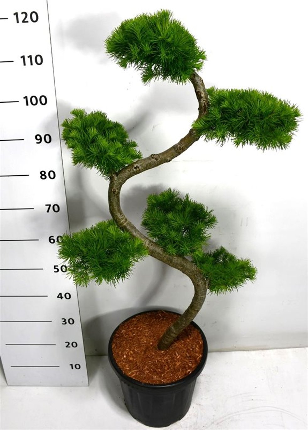 Japansk lärk – Larix kaempferi - C20 80 cm. S Vorm