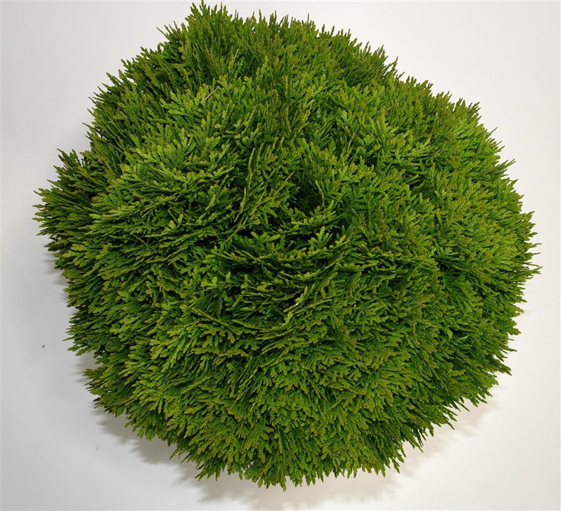 Thuja – Thuja occidentalis &