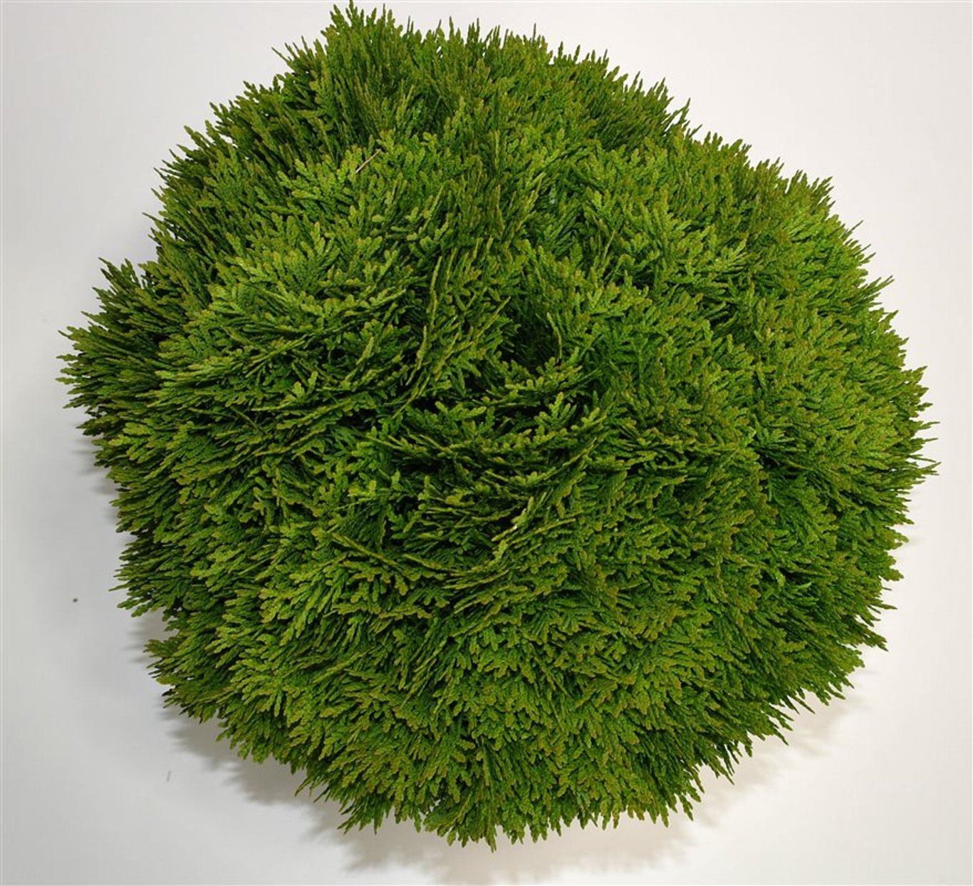 Thuja – Thuja occidentalis &