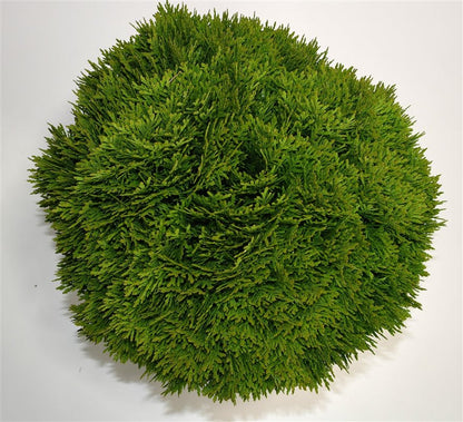 Thuja – Thuja occidentalis &