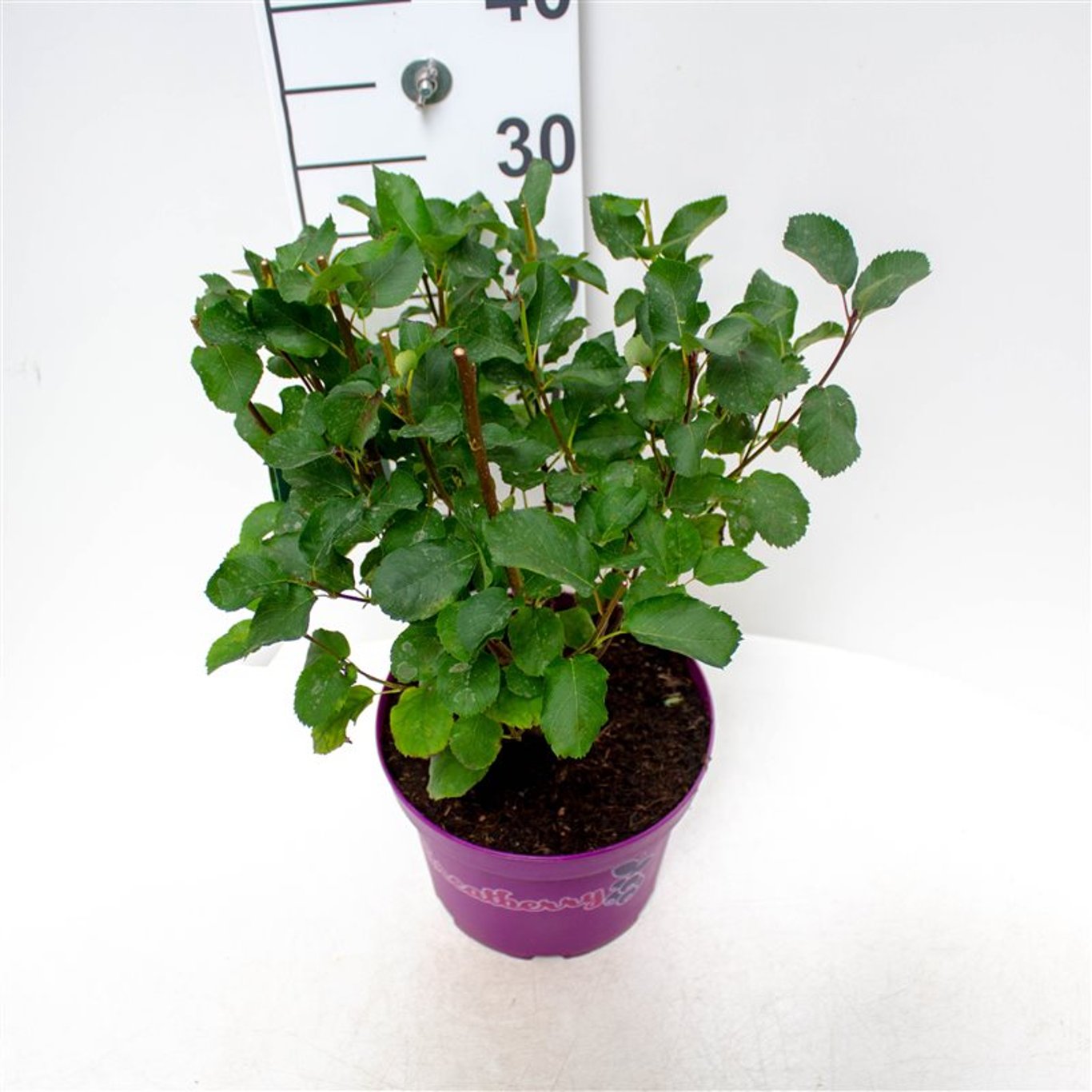 Häggmispel – Amelanchier aln. 'Greatberry Fruity'® - C5 40-50 CM