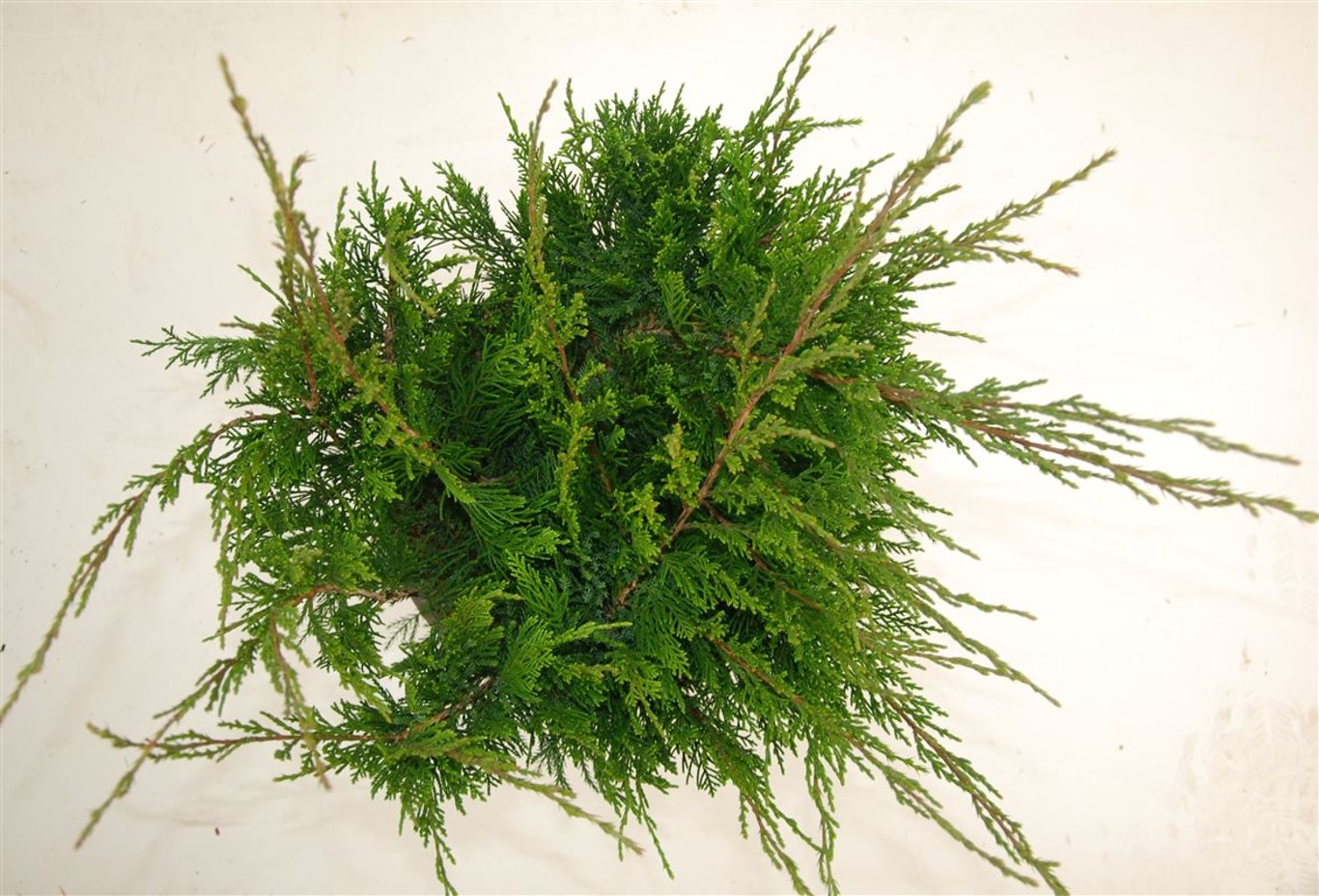 Pfitzer-en – Juniperus pfitzeriana 'Mint Julep' - C5 30-40 cm.