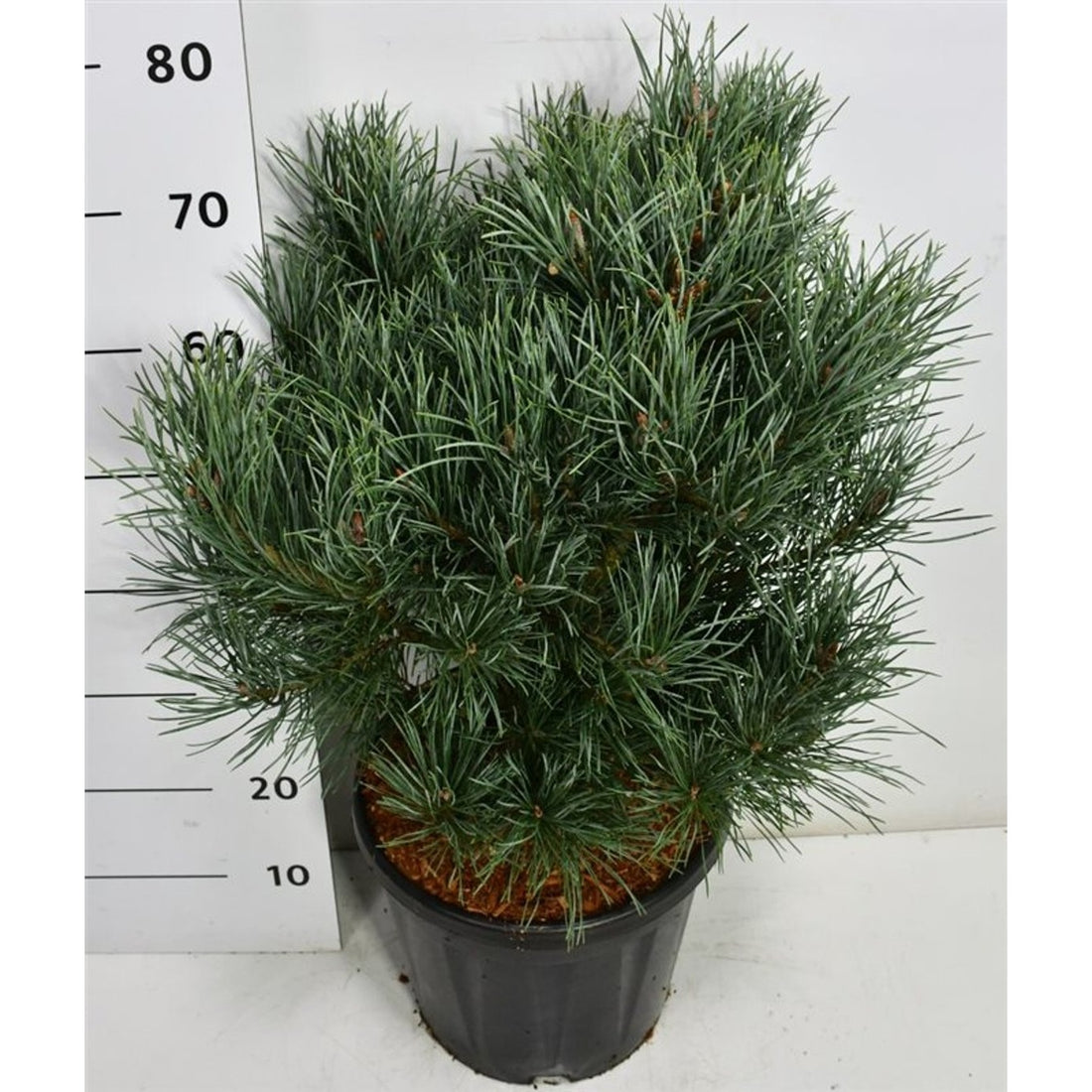Tall – Pinus sylvestris &