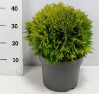 Thuja – Thuja occidentalis 'Danica' - C7.5 30-40 cm.