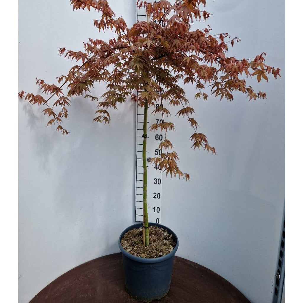 Japansk lönn – Acer pal. Cascade Ruby - 90 CM Stem C20