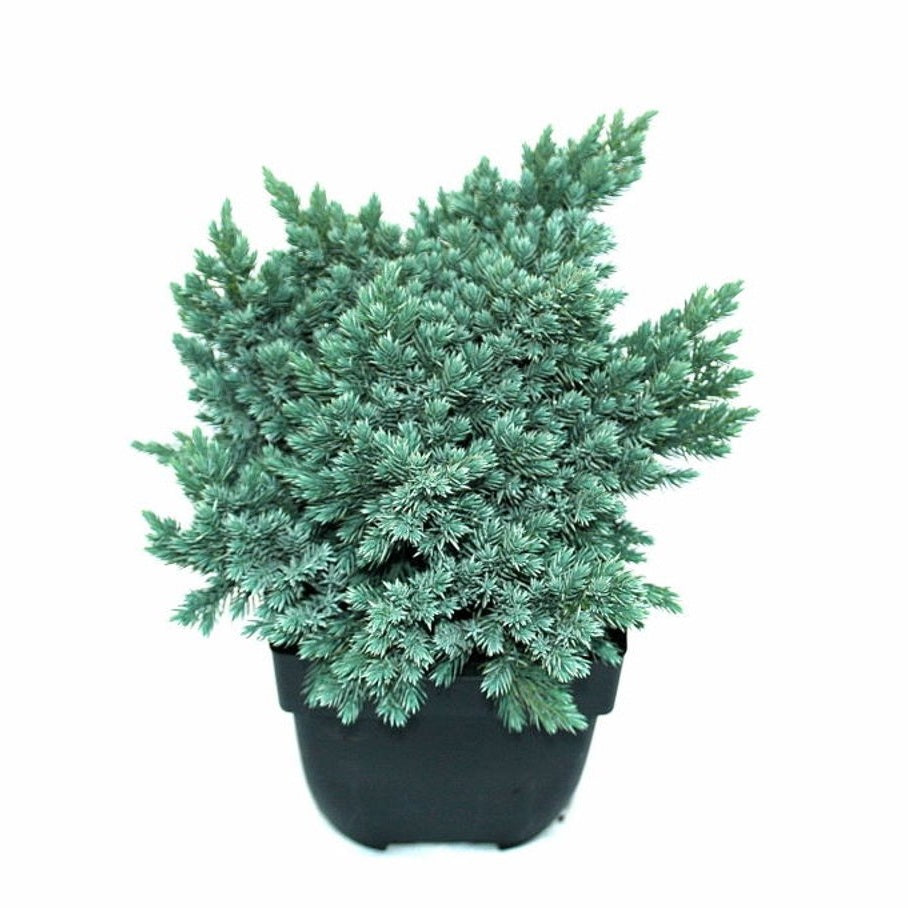 Fjäll-en – Juniperus squamata 'Blue Star' - C2