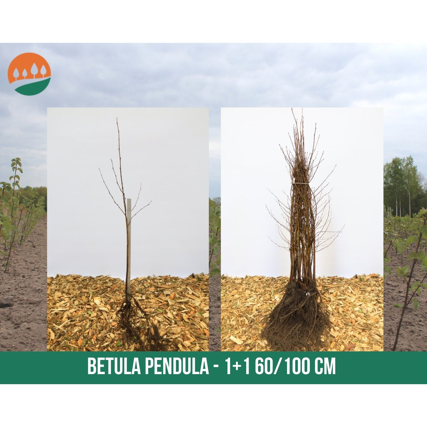 Hängbjörk – Betula pendula - 60-100 CM bare root 1/1
