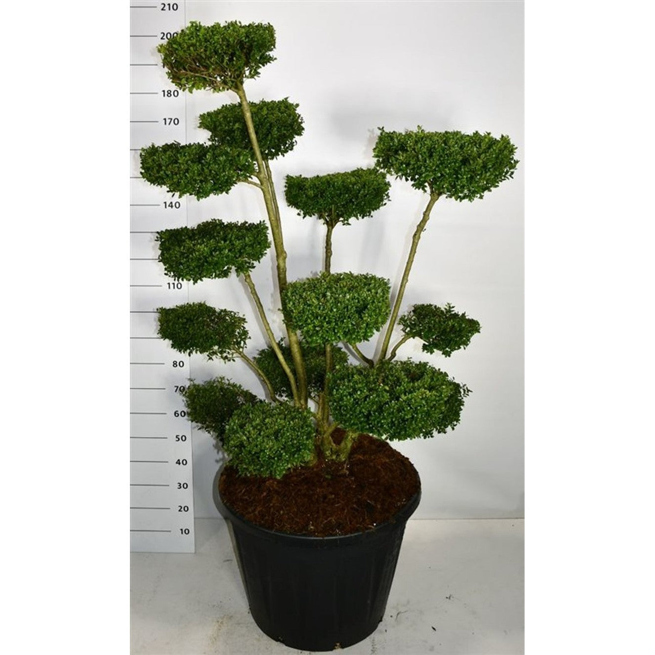 Japansk järnek – Ilex crenata 'Ellipta Convex' - C130 150-160 cm. Bonsai