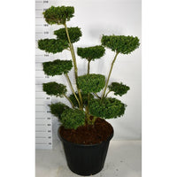 Japansk järnek – Ilex crenata 'Ellipta Convex' - C130 150-160 cm. Bonsai