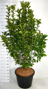 Magnolia – Magnolia 'Susan' - C80 150-175 cm. Sol