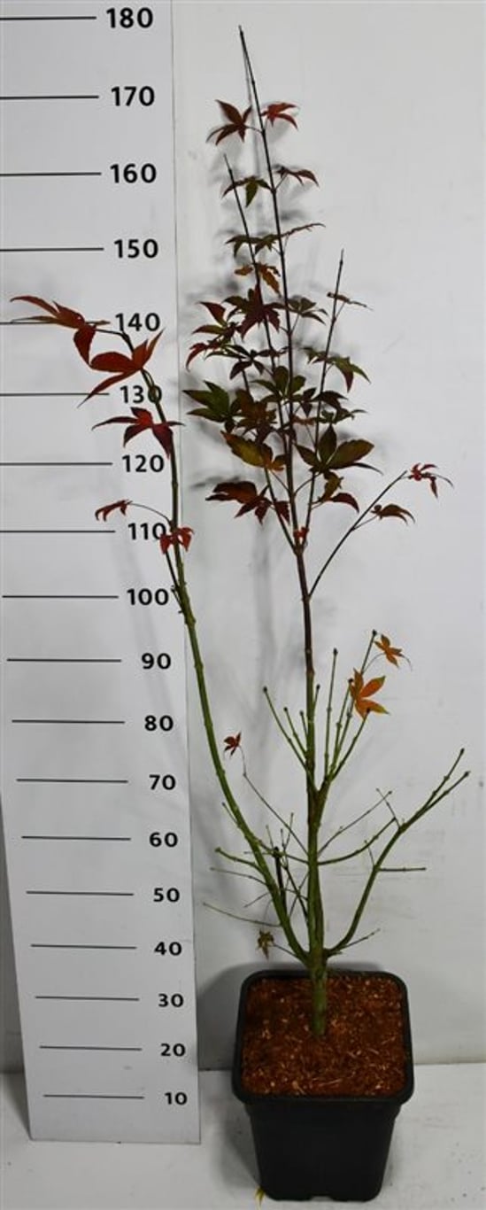 Japansk lönn – Acer palmatum &