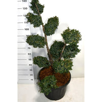 Kinesisk en – Juniperus chinensis 'Blue Alps' - C45 80-100 cm. Multiplateau