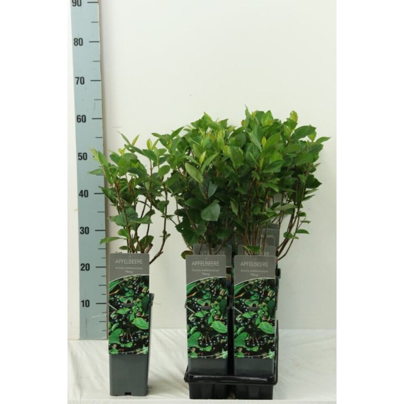 Svartaronia – Aronia melanocarpa 'Viking' - C2 30-40 CM