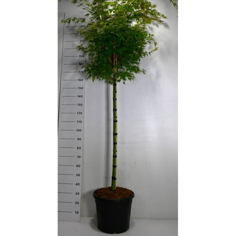 Japansk lönn – Acer palmatum 'Sangokaku' - C35 120 cm. Stam