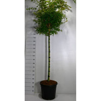Japansk lönn – Acer palmatum 'Sangokaku' - C35 120 cm. Stam