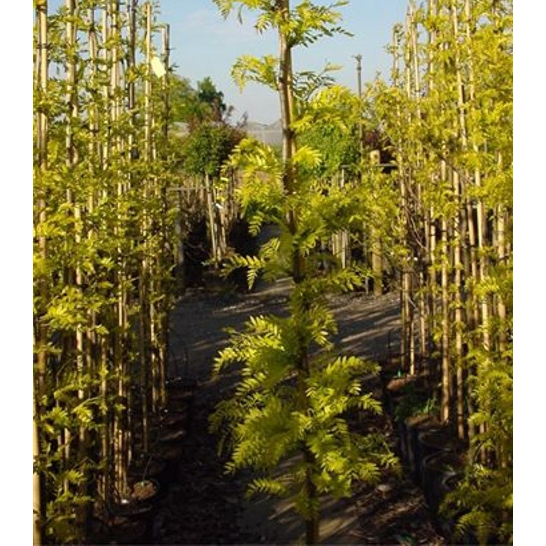 Korstörne – Gleditsia triacanthos 'Sunburst' - C25 8/10  200 CM Stem