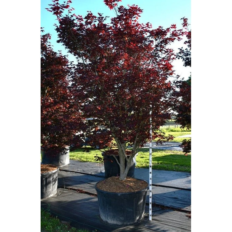 Japansk lönn – Acer palmatum 'Bloodgood' - C280 300-325 cm.