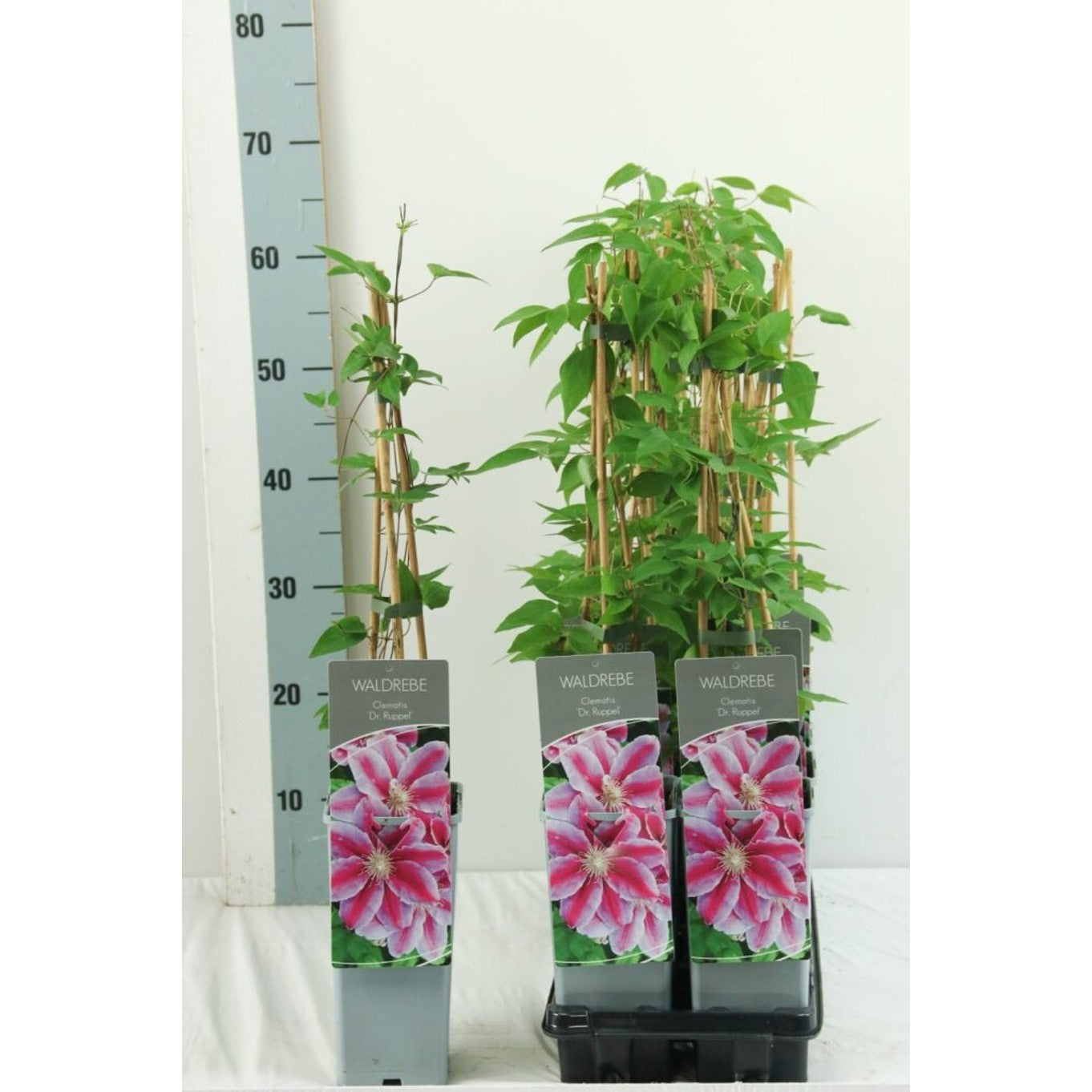 Klematis – Clematis 'Dr Ruppel' - C2 50-60 CM 3 Stick