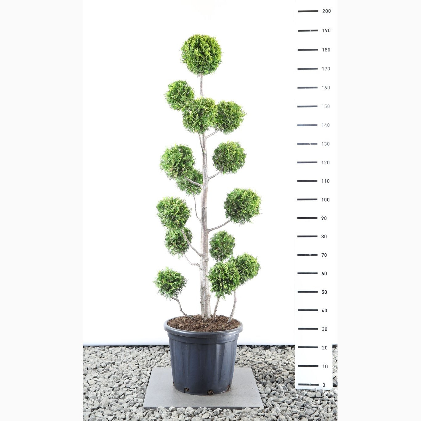 Thuja – Thuja occidentalis 'Golden Brabant' - 125-150 CM PonPon EXTRA in Cont.