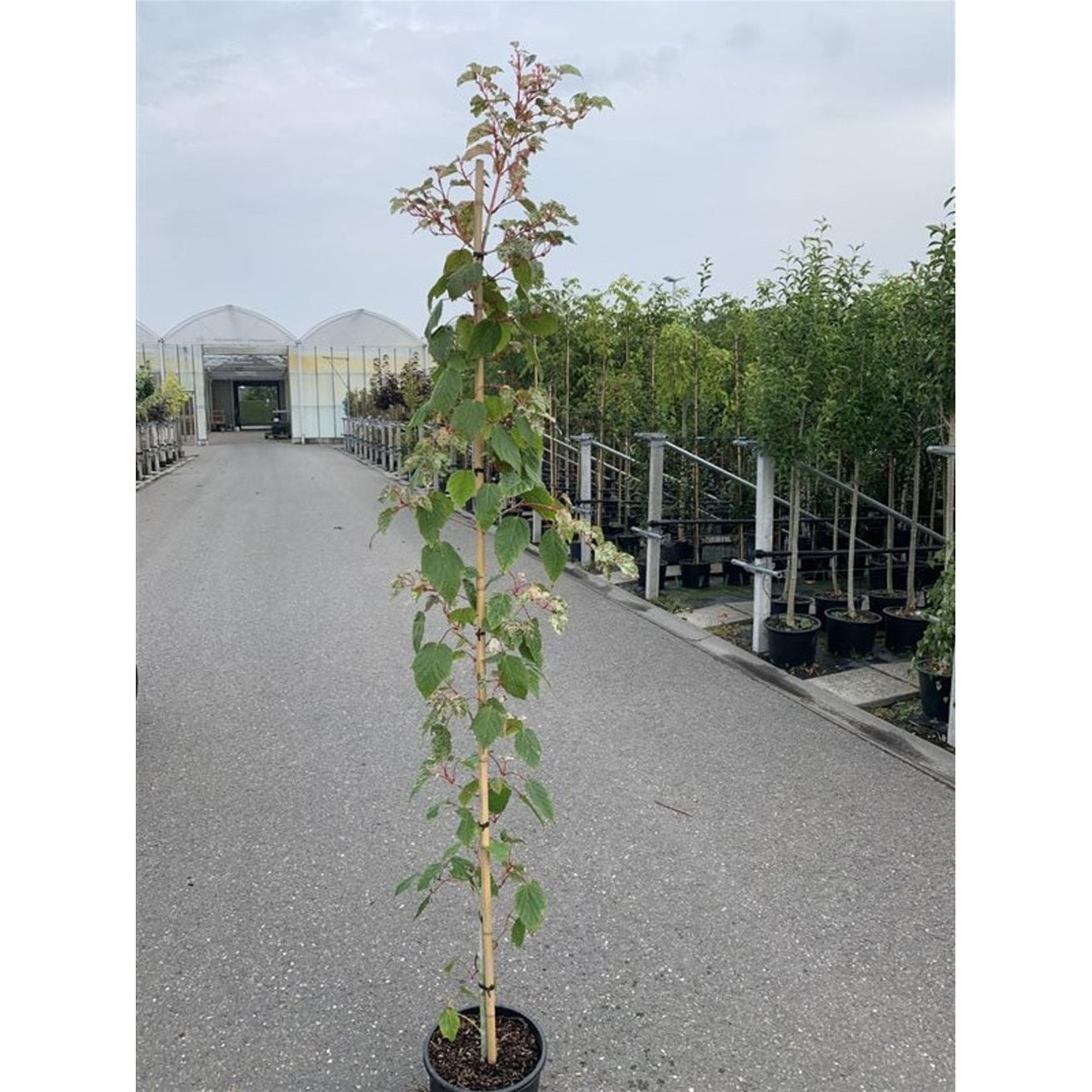 Ormlönn – Acer conspicuum 'Red Flamingo' - C10 200-250 CM Feathered