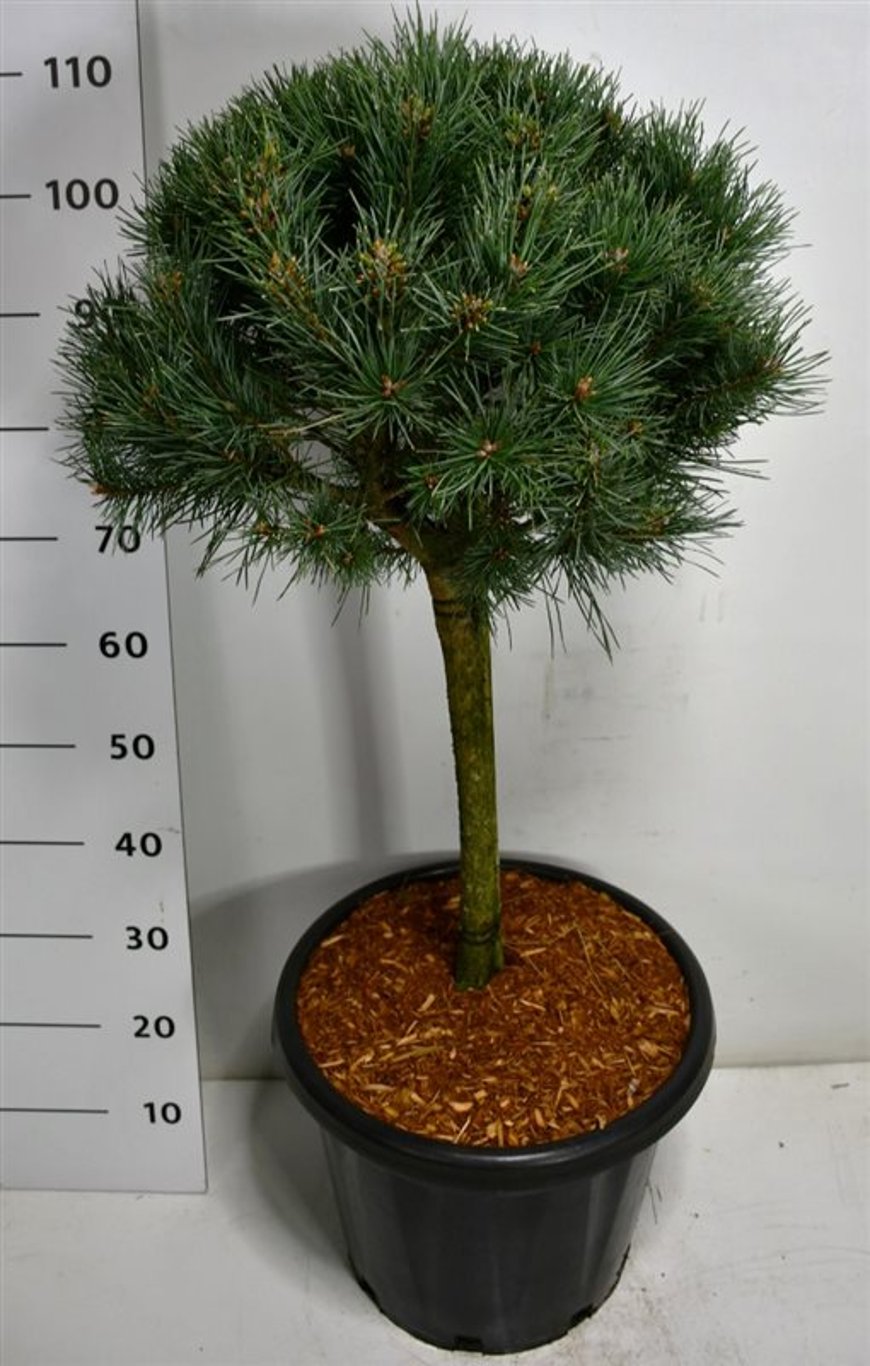 Tall – Pinus sylvestris 'Watereri' - C25 40 cm. Stam