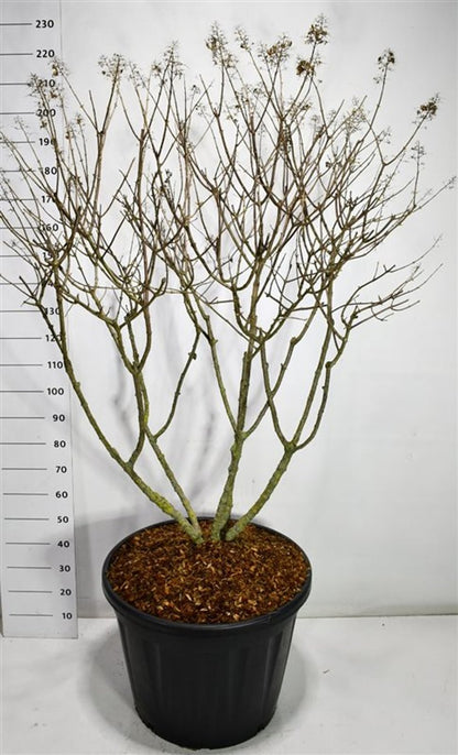 Syrenhortensia – Hydrangea paniculata &