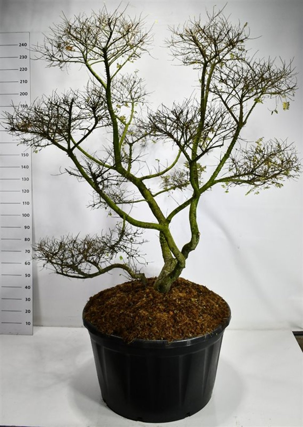 Alm – Ulmus &