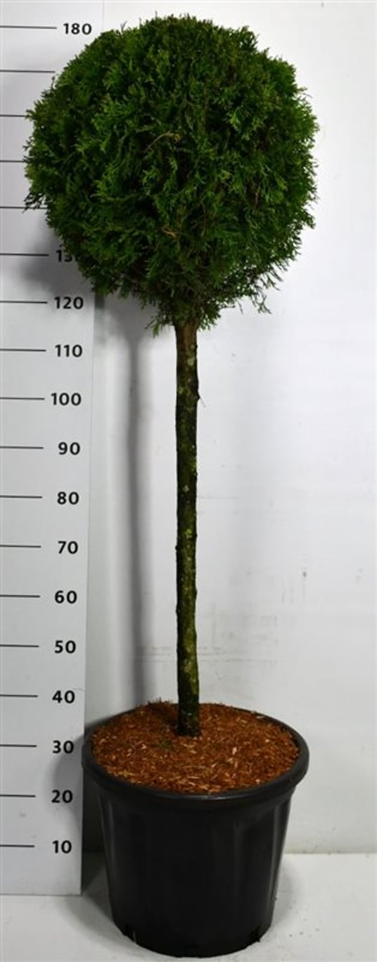 Thuja – Thuja occidentalis &