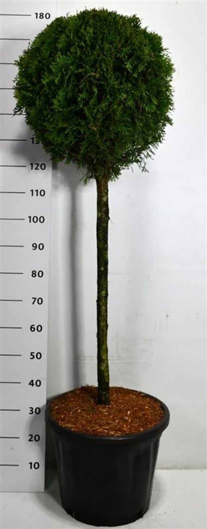 Thuja – Thuja occidentalis &