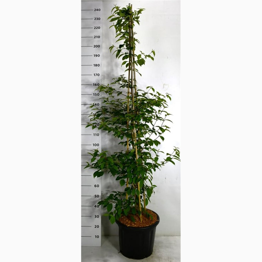 Japanskt olvon – Viburnum plicatum &
