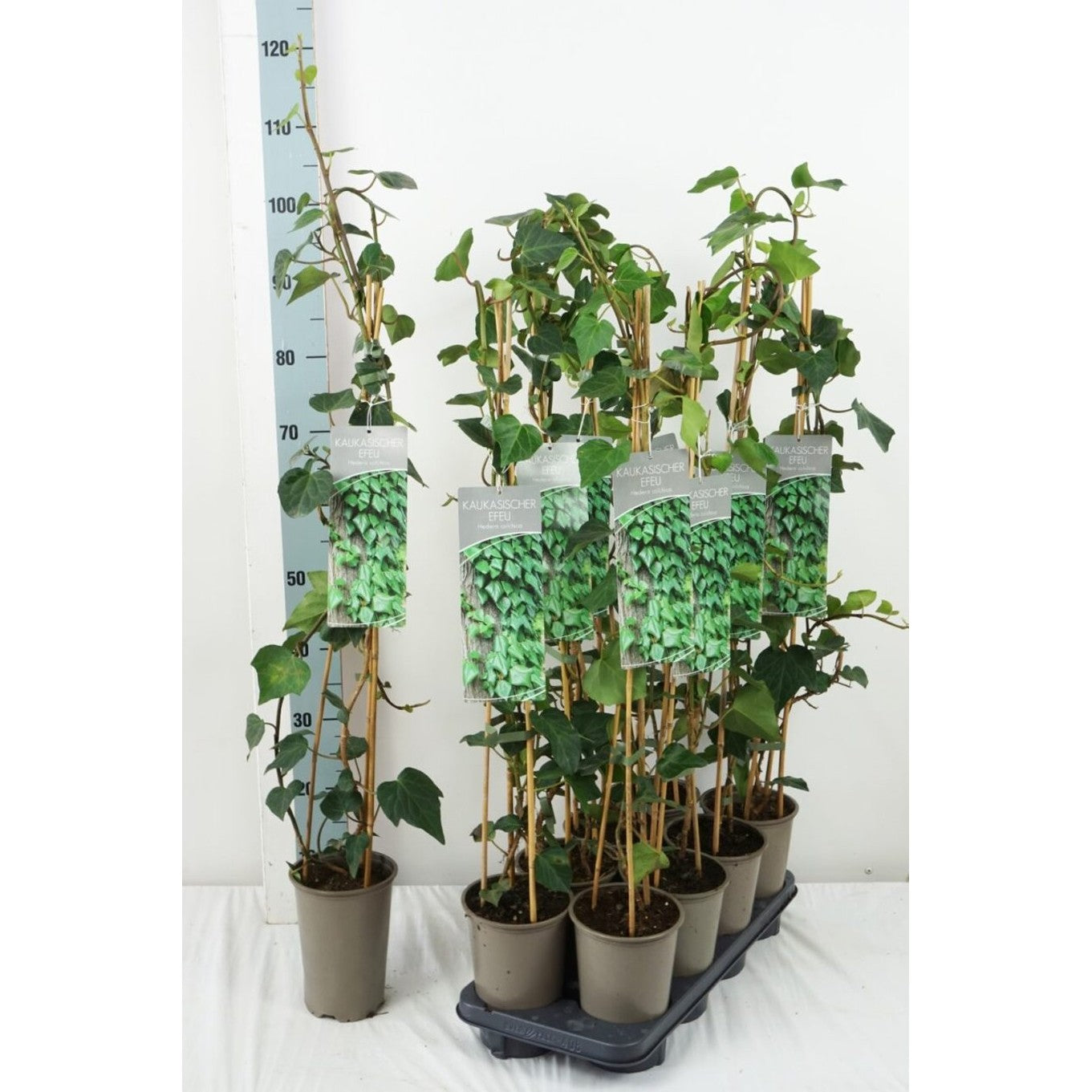 Persisk murgröna – Hedera colchica - C2 60-80 CM Stick