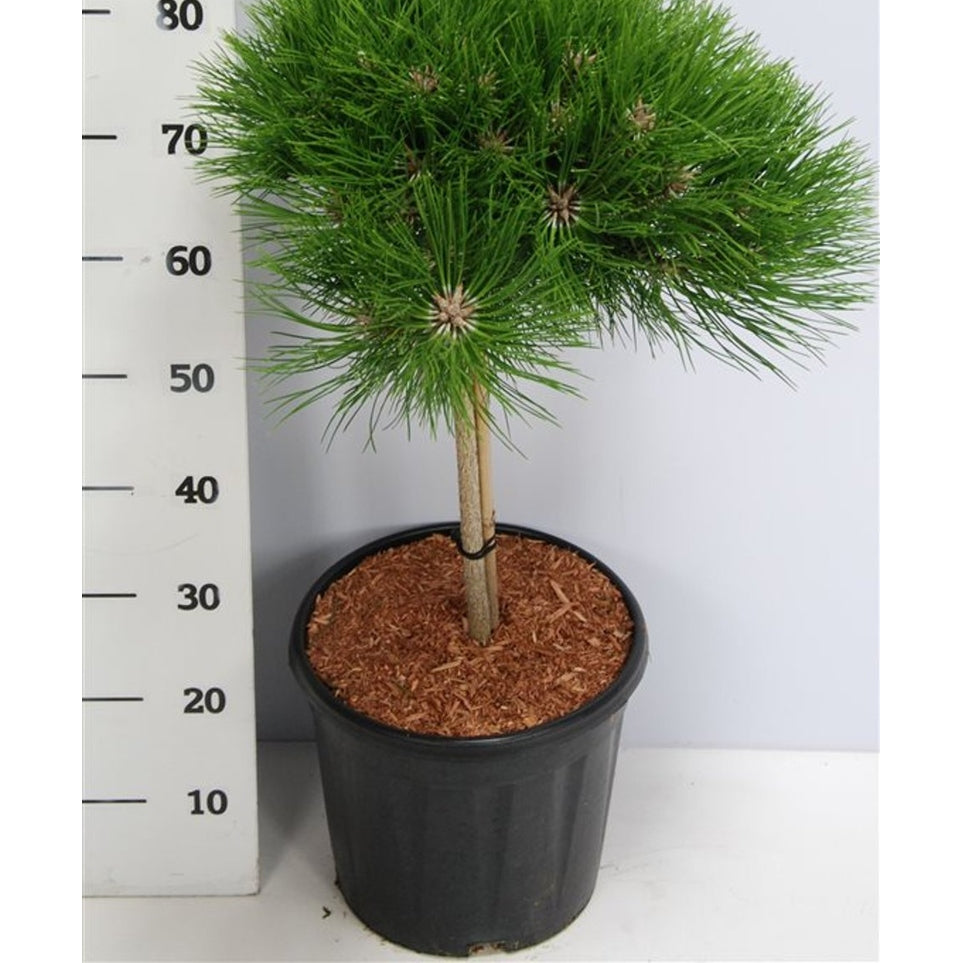 Svarttall – Pinus nigra 'Marie Bregeon' - C13 40 cm. Stam
