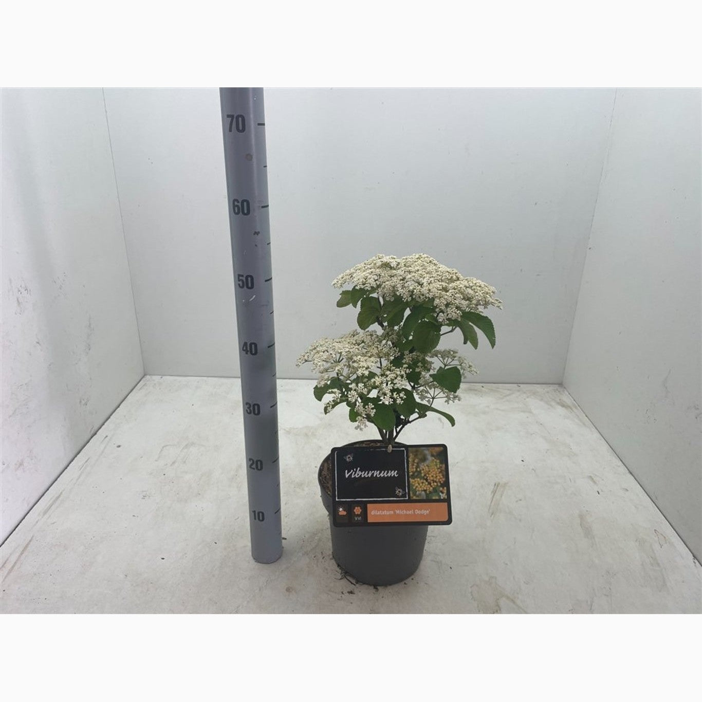 Rödfruktigt olvon – Viburnum dilatatum 'Michael Dodge' - C4