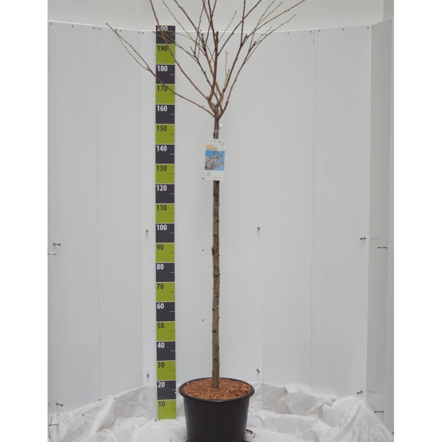 Japanskt körsbär – Prunus serrulata 'Shirofugen' - 120 CM Stem C20
