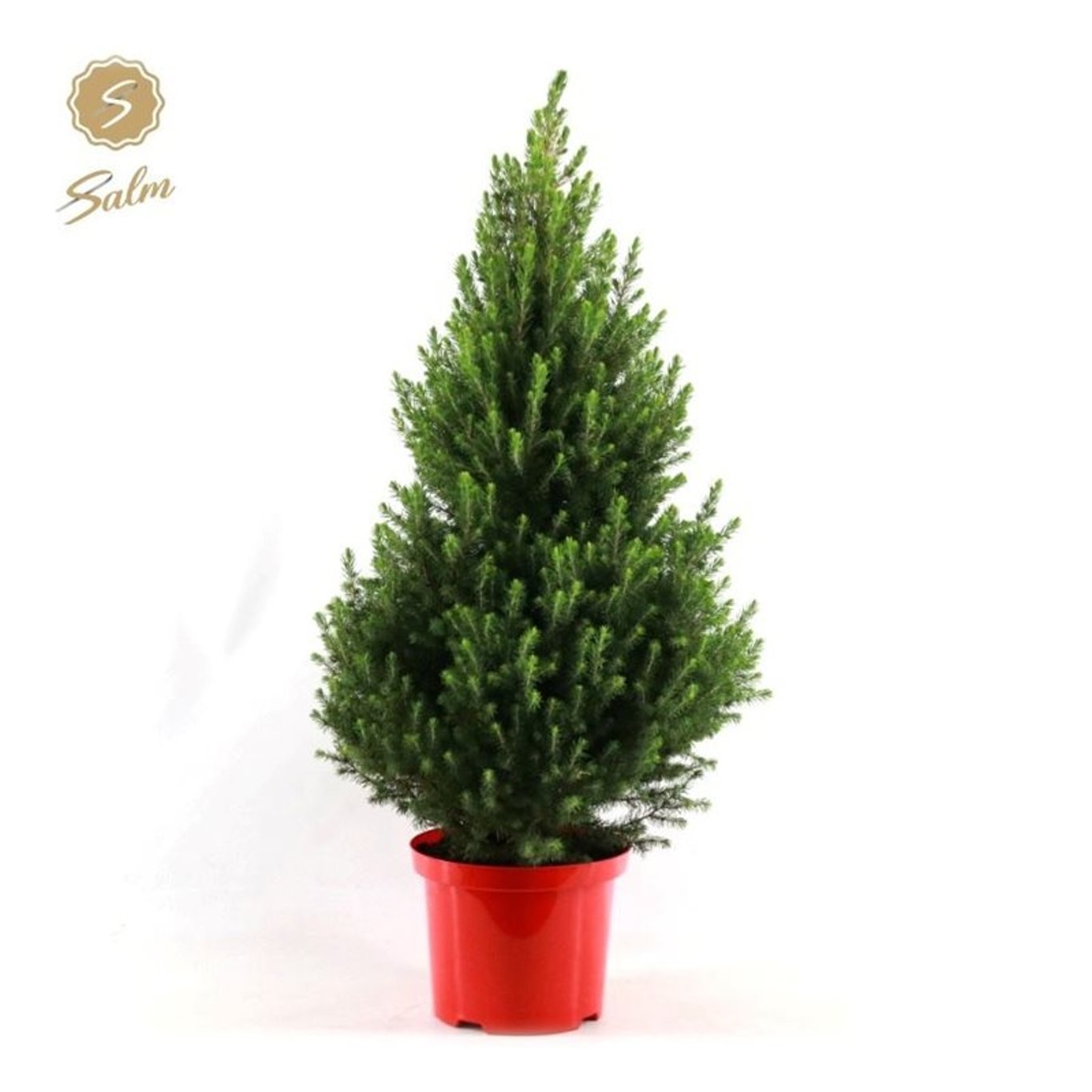 Vitgran – Picea glauca 'December' - C5 80-90 CM Red Pot