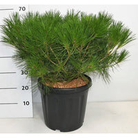 Svarttall – Pinus densiflora 'Alice Verkade' - C18 50-60 cm.