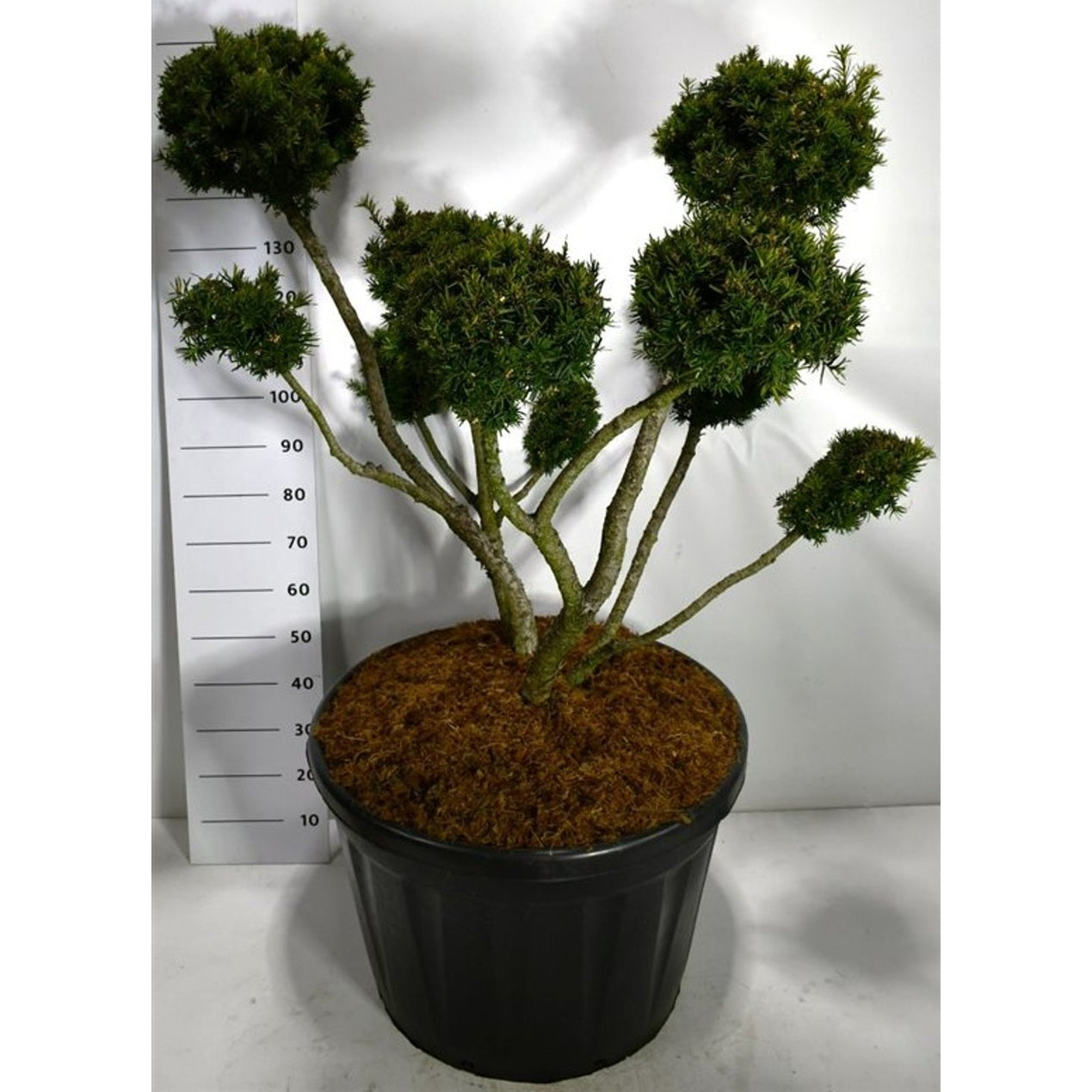 Hybrididegran – Taxus media 'Farmen' - C180 100-125 cm. Bonsai