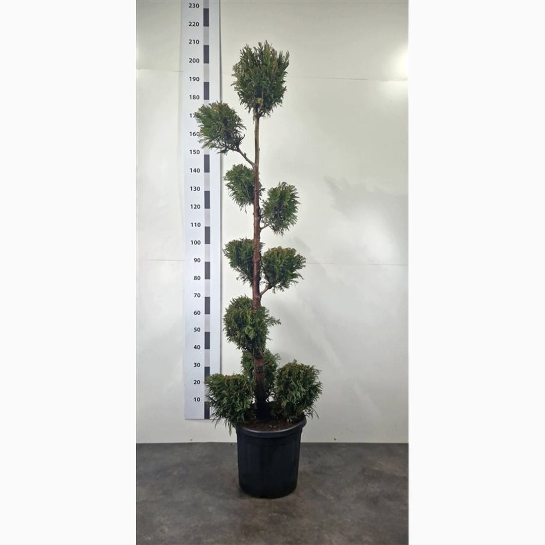 Thuja – Thuja plicata &