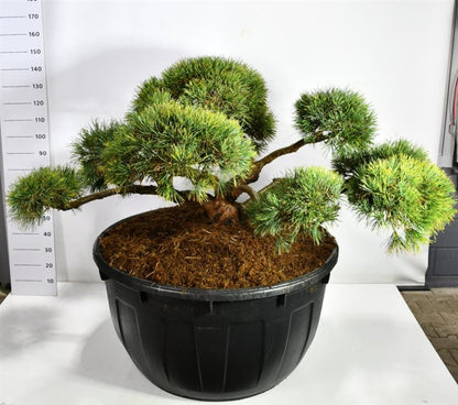 Tall – Pinus sylvestris &