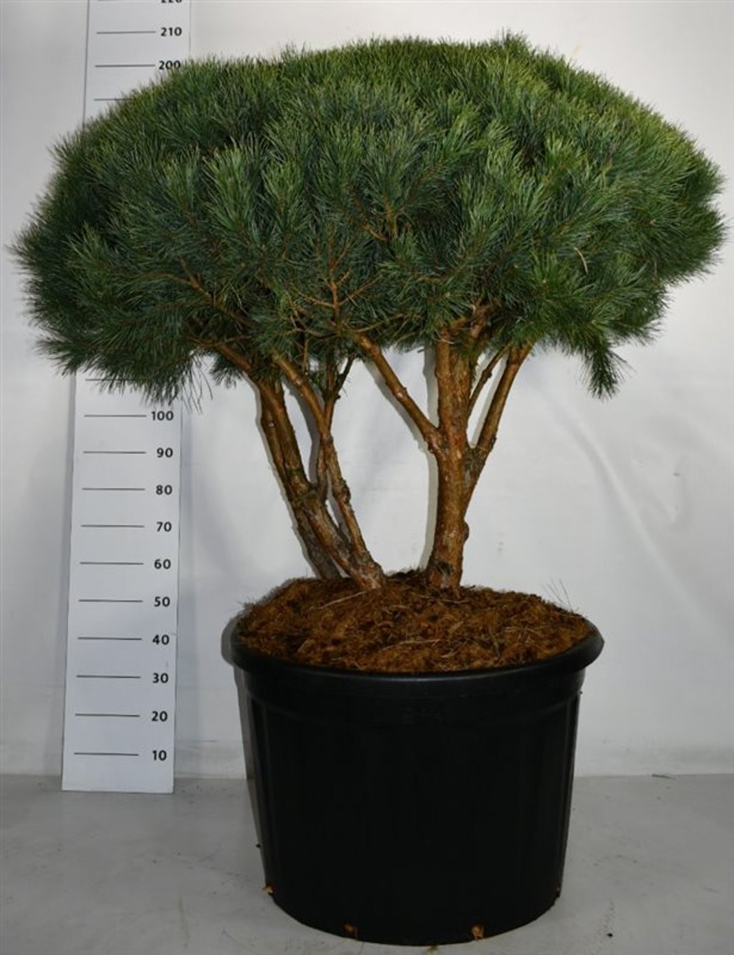 Tall – Pinus sylvestris &