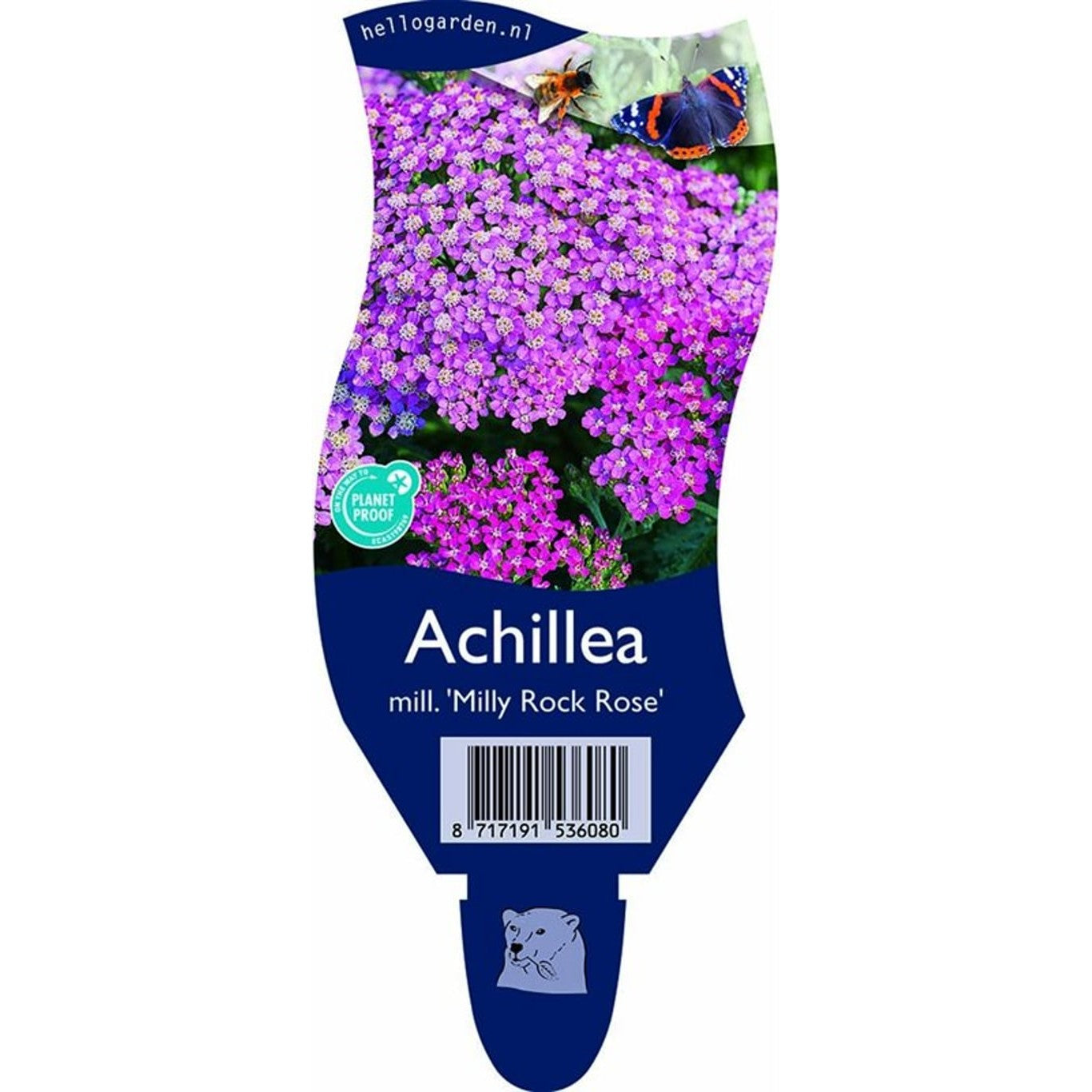 Röllika – Achillea m. 'Milly Rock Rose' - P11