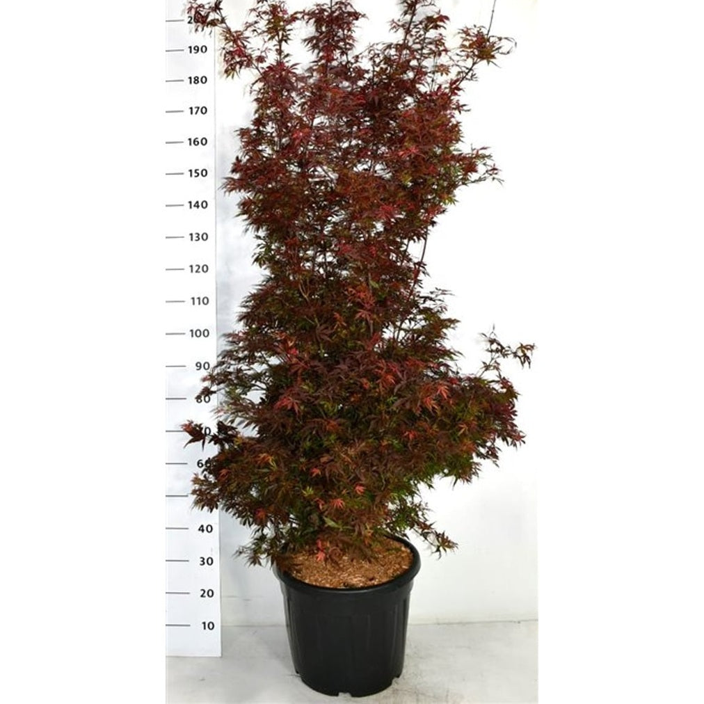 Japansk lönn – Acer palmatum 'Shaina' - C35 175-200 cm.
