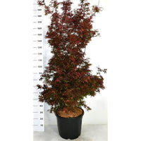 Japansk lönn – Acer palmatum 'Shaina' - C35 175-200 cm.