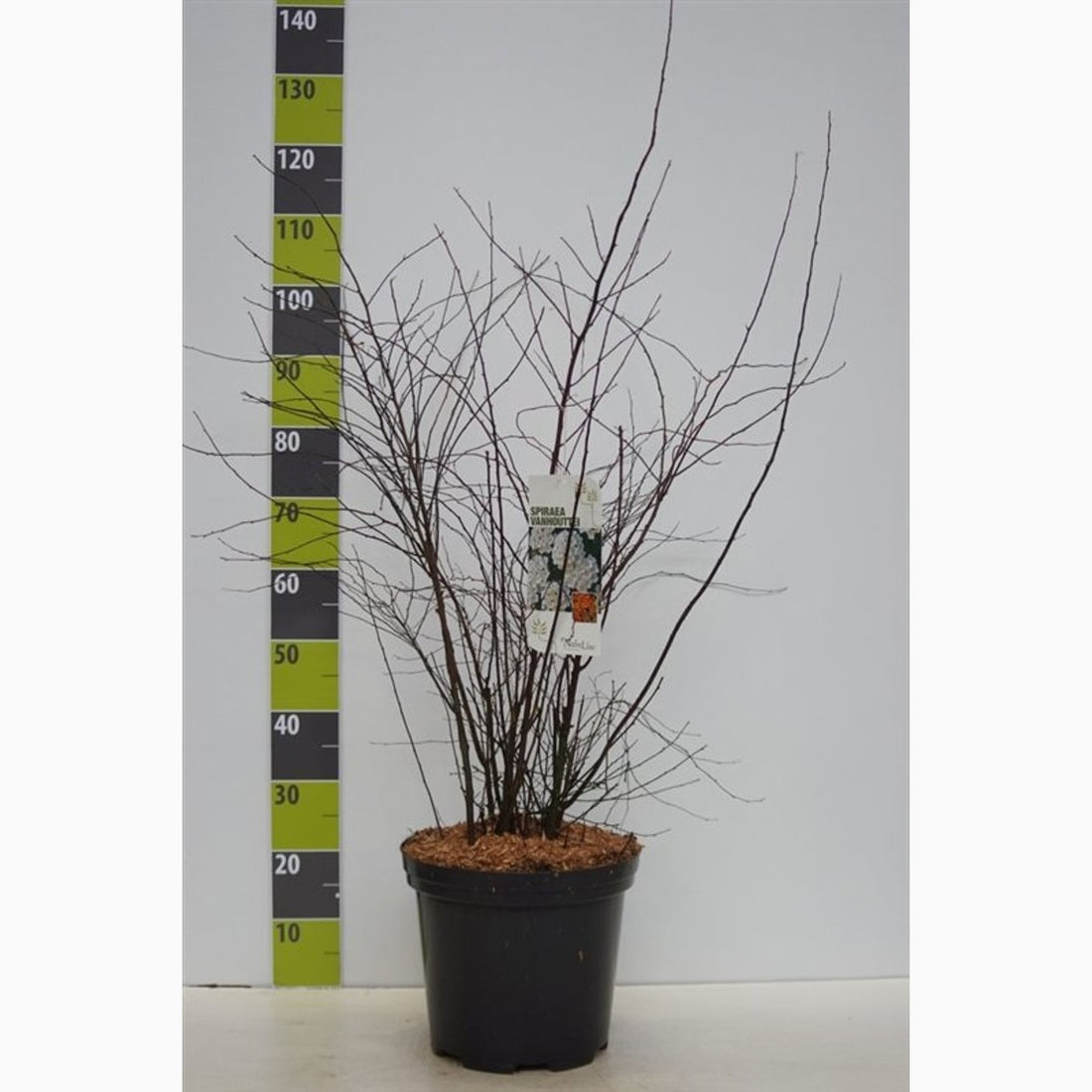 Brudspirea – Spiraea vanhouttei &