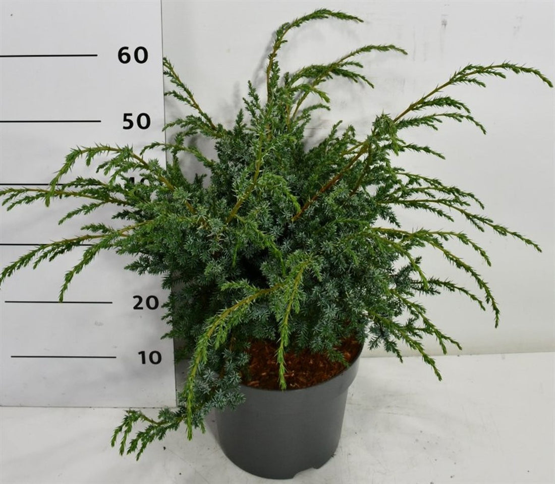 Kinesisk en – Juniperus chinensis &