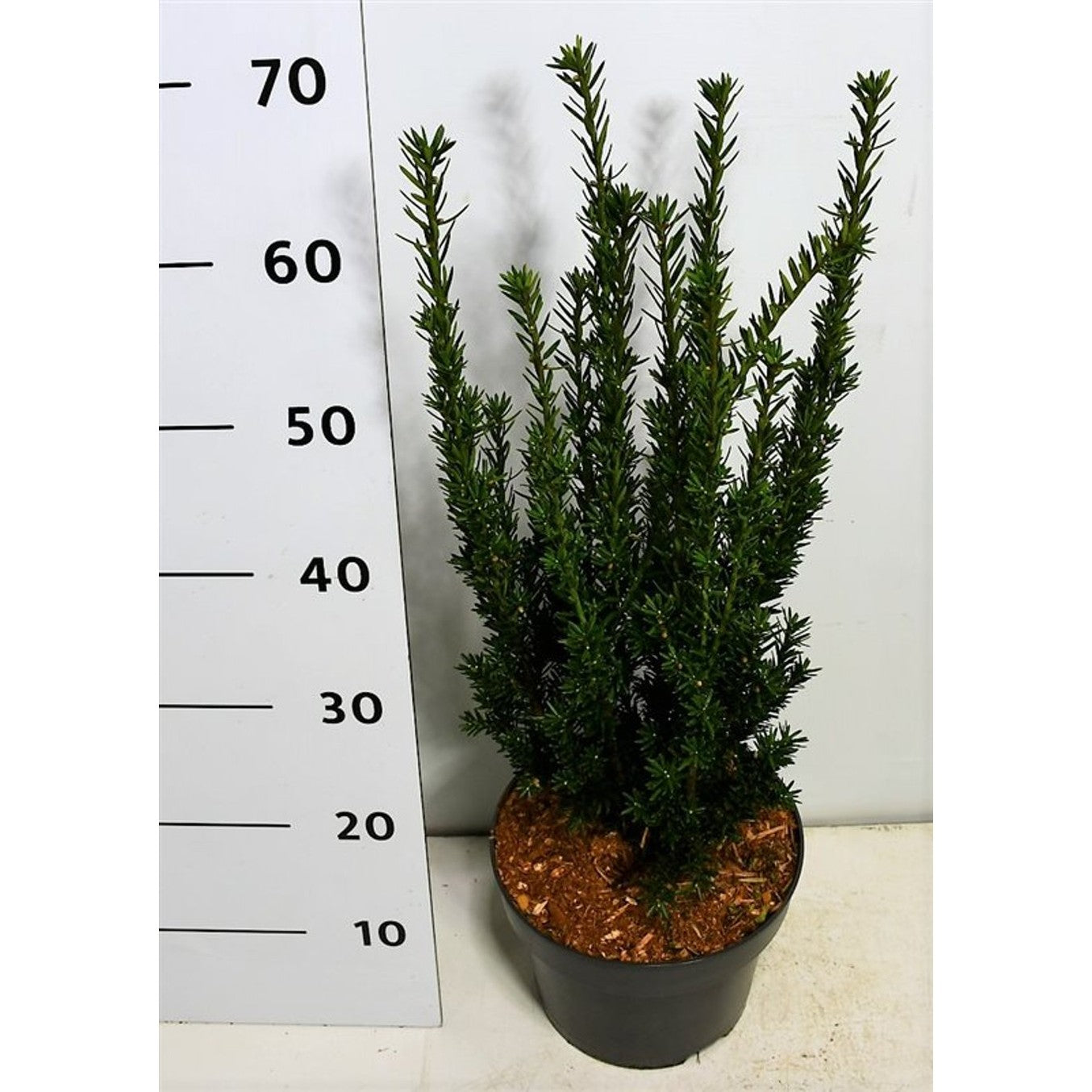 Hybrididegran – Taxus media 'Hillii' - C5 60-70 CM