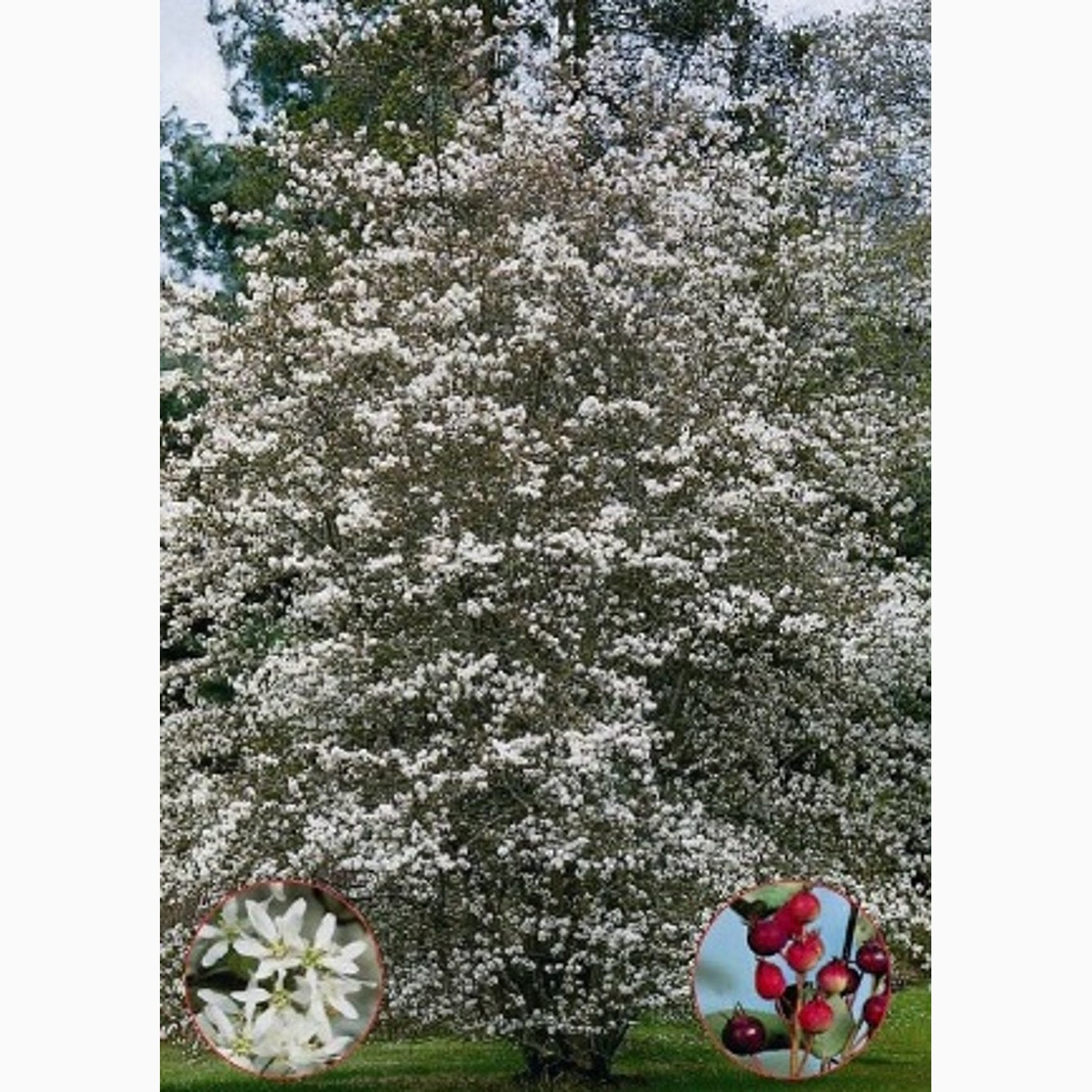 Häggmispel – Amelanchier lamarckii - C15 200-250 CM Feathered