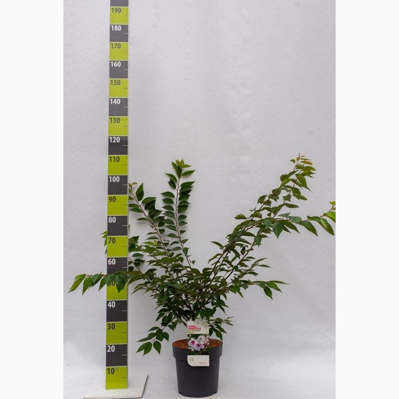 Japanskt körsbär – Prunus subhirtella 'Autumnalis Rosea' - C7,5