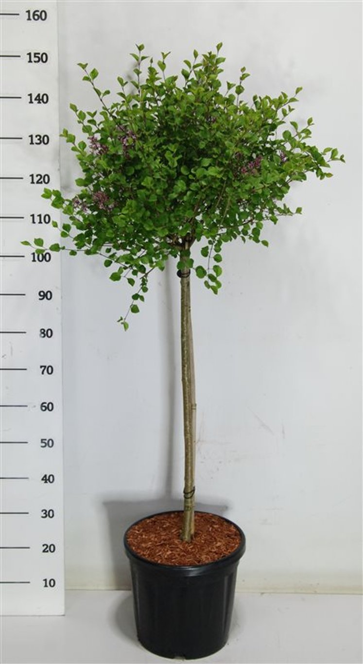 Dvärgsyren – Syringa meyeri &